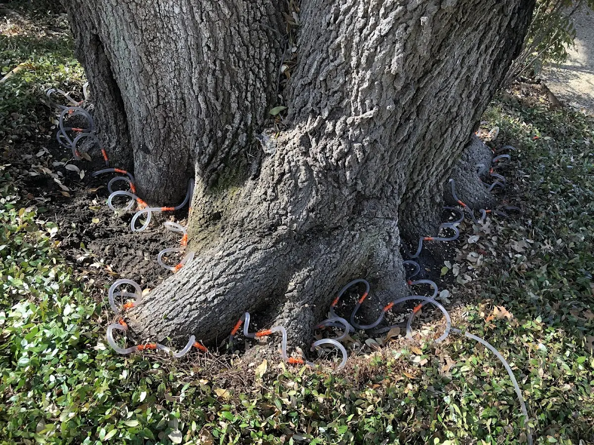 Detailed Tree Cabling and Bracing job site in Galeton