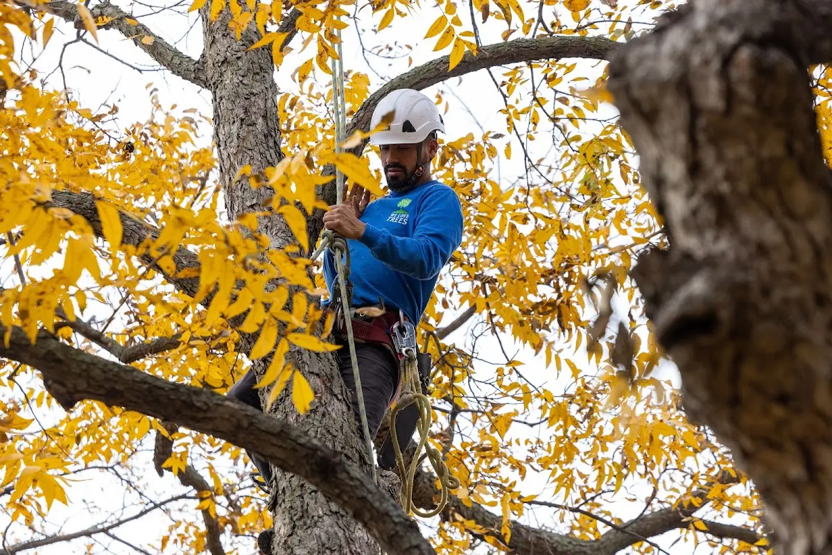 Skilled Tree Pruning crew working in Galeton