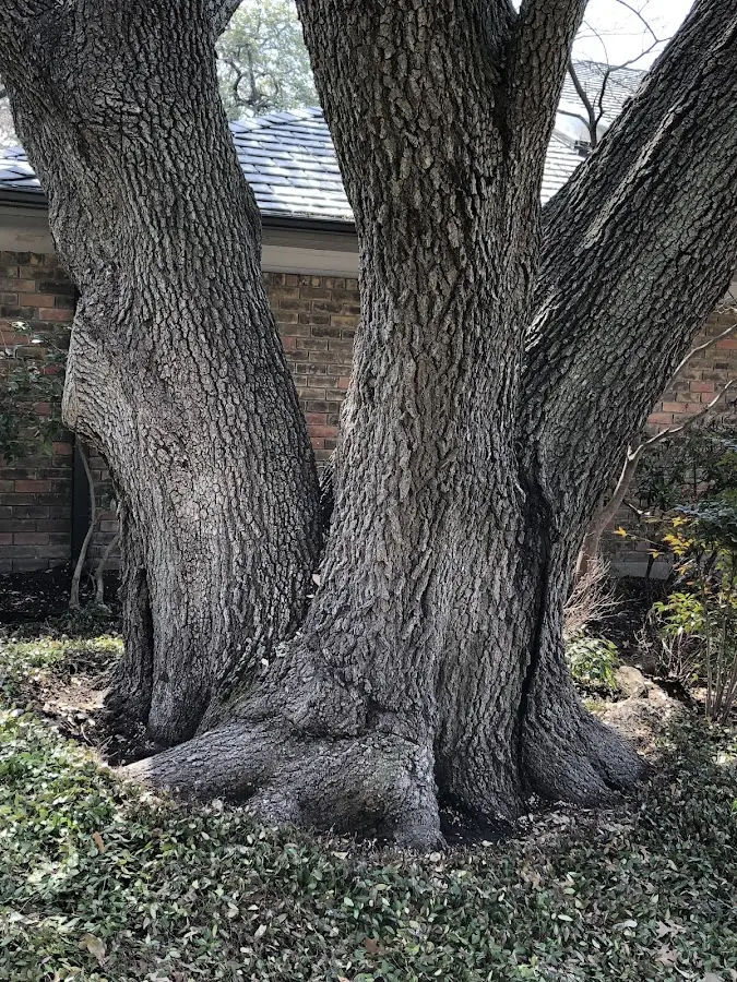 Mature heritage tree close to a Galeton property cared for by certified arborists